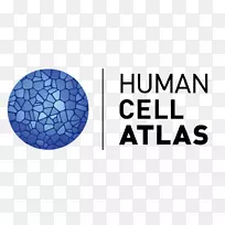 人类白细胞基因组计划人类智人-人