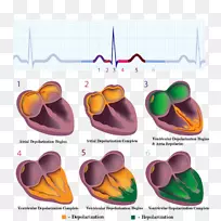 心脏血管摄影术的心肌心电图电导系统.心脏