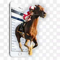 赛马Xpress Bet Inc.马术骑师-马匹