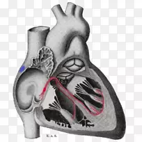 格雷电生理窦房结-心脏的解剖束