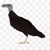 秃鹫海鸟喙水鸟-阿根廷雄鸟
