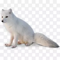 北极狐红狐阿拉斯加冻原狼北极狐