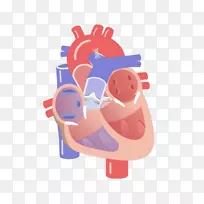 心脏瓣膜电传导系统心脏循环系统解剖-心脏