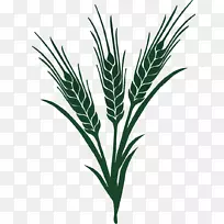 小麦无麸质饮食业务谷类-小麦