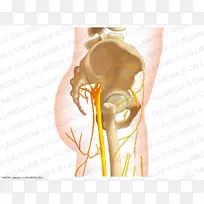 人体神经解剖髋关节骨盆