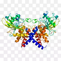 复制蛋白A3单链结合蛋白复制蛋白A1
