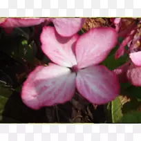鹤嘴绣球属一年生植物粉红色m灌木-绣球花植物