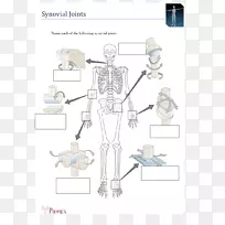 人体骨骼解剖滑膜关节-骨骼