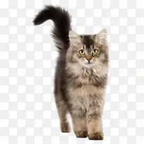 鸡为食猫食小猫-鸡
