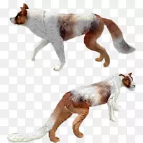 非洲犬种野狗毛边牧羊犬-边境牧羊犬颜色