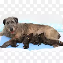 爱尔兰猎狼犬巴罗斯山犬繁殖稀有品种(狗)-小狗