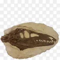 矿物颌骨化石群