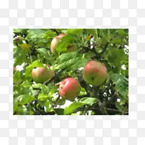 果树苹果分枝-苹果