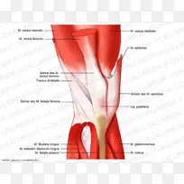 膝关节解剖人体肌肉系统-股直肌功能