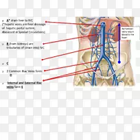 血管、神经、手指、颌骨、颈部-冠状动脉解剖