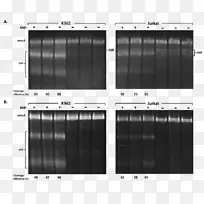 Cas9电穿孔CRISPR转染指南RNA