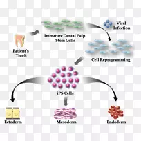 诱导多能干细胞成体干细胞多能性干细胞