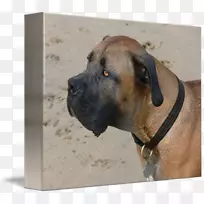 波尔博尔犬繁殖英国獒