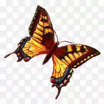 帝王蝴蝶，昆虫，毛笔，蝴蝶，剪贴画.蝴蝶