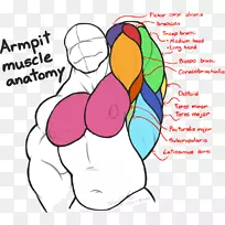 腋下人体解剖前臂肌肉-肌肉解剖