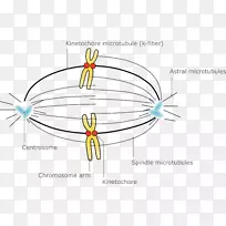 微管纺锤体装置卵母细胞减数分裂染色体分离减数分裂染色体结构