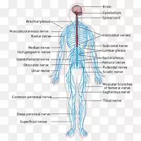 周围神经系统中枢神经系统解剖人体-人类神经系统