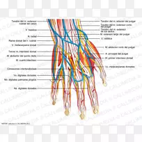 血管神经人体解剖神经系统手