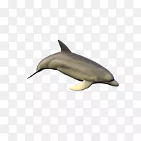 普通宽吻海豚短喙普通海豚图库溪粗齿海豚斑点海豚-德尔芬
