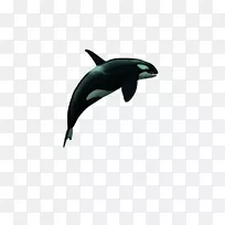 普通宽吻海豚