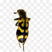 蜜蜂象甲害虫甲虫