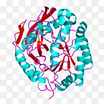 CAD蛋白磷酸氨基甲酰合酶Ⅱ双氢磷酸酶-酶