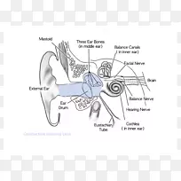 感音神经性听力损失传导性听力损失-耳