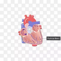 心脏循环系统的传导系统心脏学浦肯野纤维-心脏