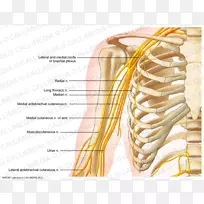 神经系统，人体骨骼，人体神经骨盆-手臂