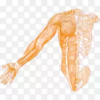 肌肉人体骨骼解剖肌肉系统-骨骼