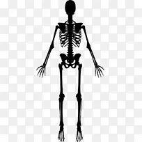人体骨骼剪贴画-骨骼人类