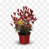 红头石榴树，树篱植物，花卉，室内植物，植物