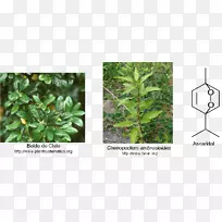 抗坏血酸盐分子化学配方分子式植物