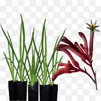 高大袋鼠爪子花园紫红色爪子