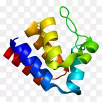 PYCARD信号转导适配器蛋白卡域pyrin结构域-结构域
