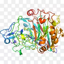 细胞理论的分子生物学-CELULăeucariotă酶-Other