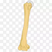 指肱骨尺骨桡骨