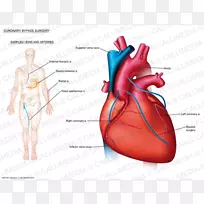 心脏病：心血管医学、解剖学、冠心病、心脏病学-心脏学教科书