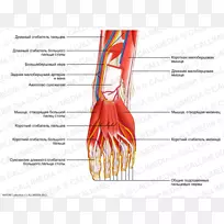 拇指神经肌血管足臂