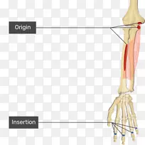 指浅屈肌指深屈肌起源与插入尺侧腕肌-手屈肌