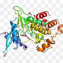 map3k7丝裂原活化蛋白激酶-酶