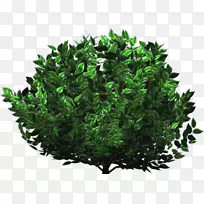 乔木灌木草本植物常绿叶-山茱萸(Cornus Alba)