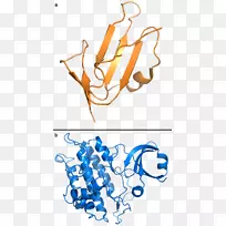 acvrl 1细胞表面受体间变性淋巴瘤激酶