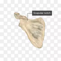 冠状突肩胛上切口盂下结节解剖