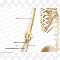 人体骨骼神经系统解剖臂
